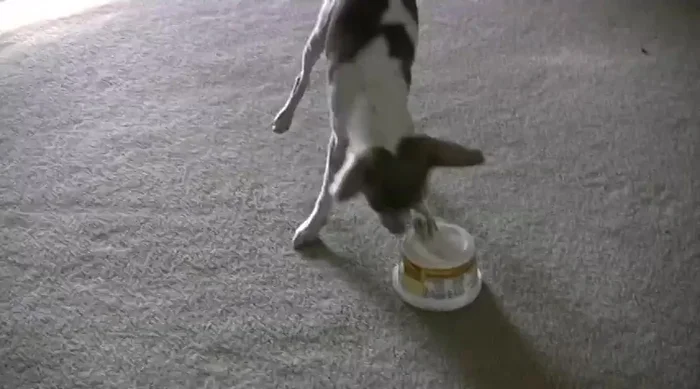 Shake the container to show your dog the food inside.