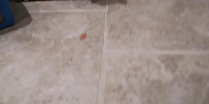 Offer the treats to the cats and observe their reaction.