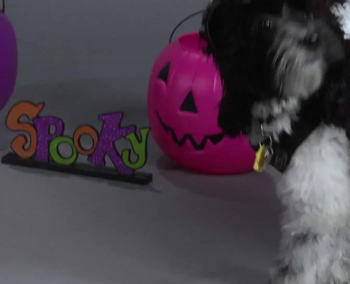 Fold the black doggy t-shirt in half. Hot glue the back of the t-shirt to the black fur piece, creating the base for the costume.