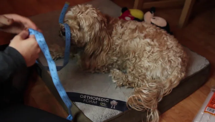 Measure your dog's back lengthwise and width to determine costume size.