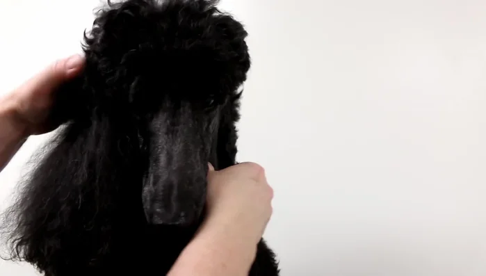 Determine the desired width of the collar. Cut the rhinestone roll (or alternative) to the measured length and width.