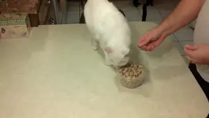 Easy Homemade Cat Treats: Tuna & Flour Recipe