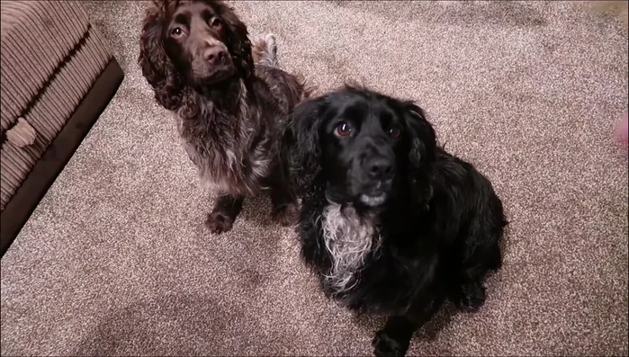 Let the treats cool completely on a wire rack before serving.