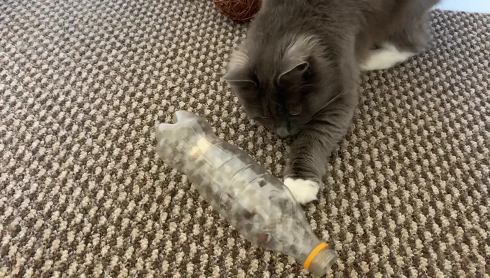 Create a larger hole in the top of the bottle (optional) to aid treat dispensing.