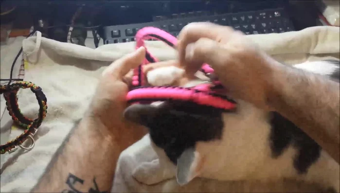 Put the harness on your cat.