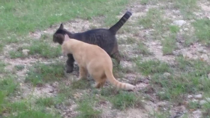 Provide temporary shelter: Use a cardboard box, towels, blankets, and a low-heat heating pad for initial cold weather protection.