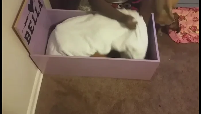 Add extra comfort: Add a blanket underneath for extra height and comfort.