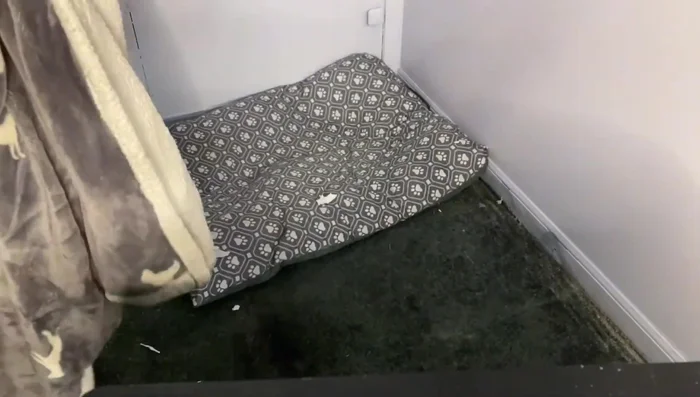 Prepare the area by removing the dog's old bed and cleaning.