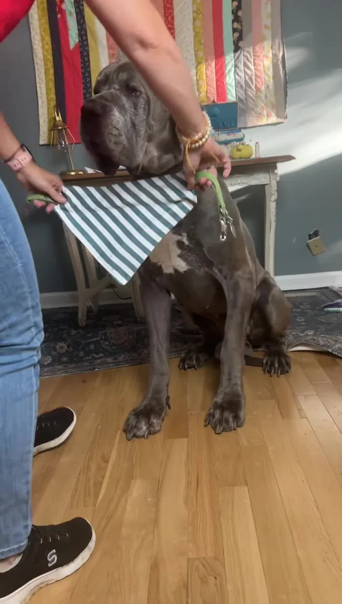 Slip your dog's collar through the opening and enjoy!