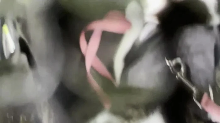 Composer Interview: The composer's condition hinders questioning, but playing the music triggers a response.