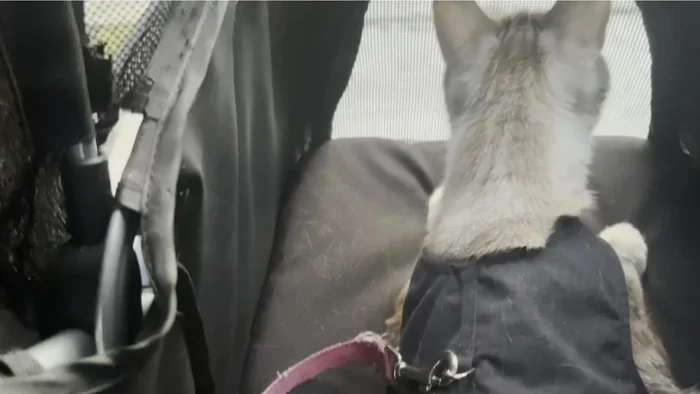 Resolution: The motive is revealed – the robberies were orchestrated to fund the composer's daughter's purchase of his stolen music from the producer. 