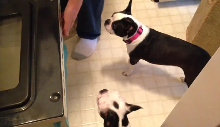 Bake for approximately 20 minutes, or until golden brown.