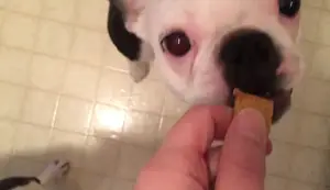 Easy No-Bake Gluten-Free & Dairy-Free Doggie Peanut Butter Cookies