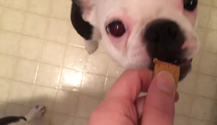 Let the cookies cool completely on a cooling rack before serving.