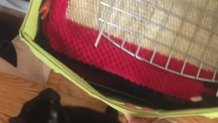 Make wearing the harness a positive experience with lots of pets, affection, and playtime.