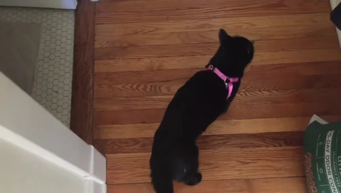 Make the carrier a positive space by feeding your cat inside it.