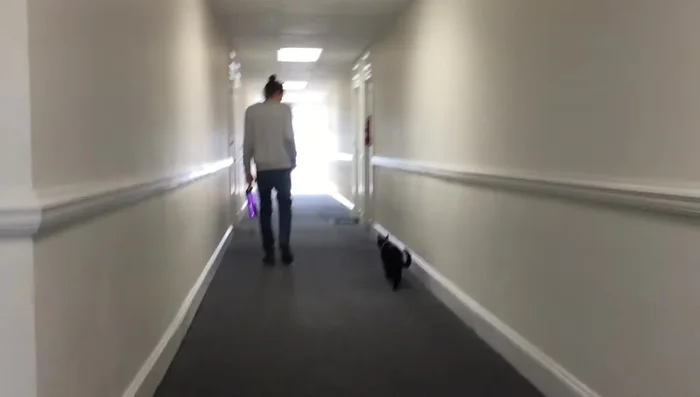 Always make it your cat's choice to walk. If they want to go home, end the walk. Reward them with treats for positive experiences.