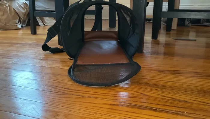 Always make it your cat's choice to walk. If they want to go home, end the walk. Reward them with treats for positive experiences.