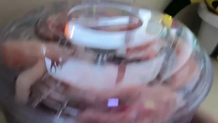 Dehydrate for 10-12 hours (or until completely dry).