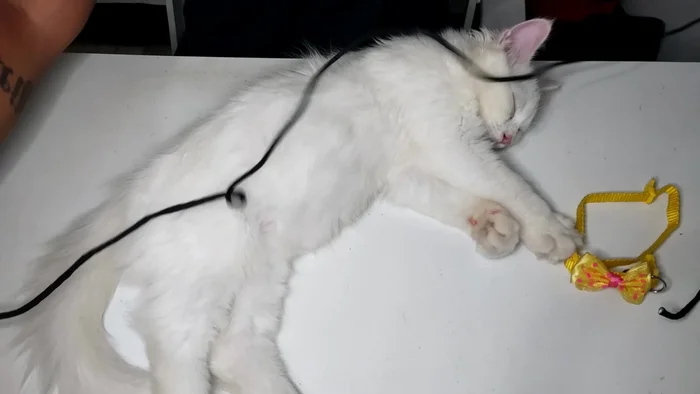 Pull the loop through itself to form a knot, tightening it securely.