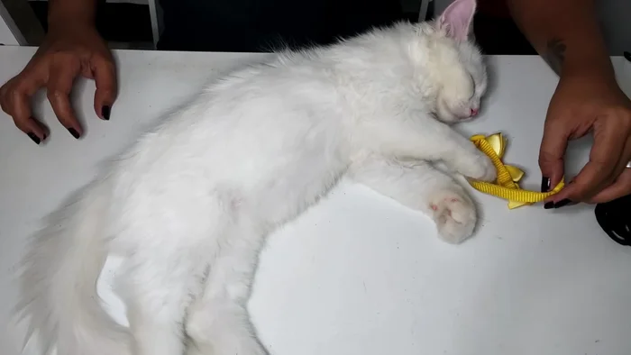 Measure the desired collar length, leaving extra allowance for the cobra knot (approximately half an inch on each side).