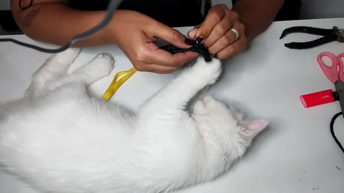 Close the buckle securely.