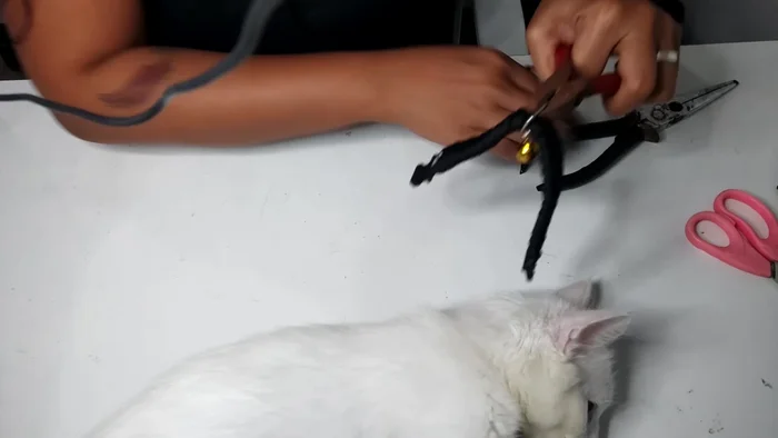 Close the buckle securely.