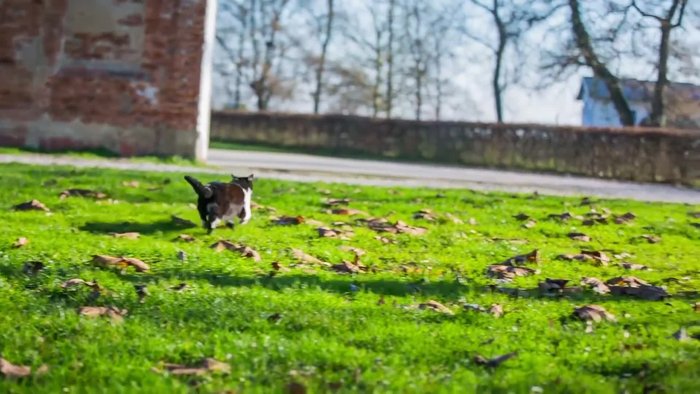 Highlight the ideal features of a cat collar: affordability, durability, comfort, and safety features (reflective materials, breakaway clasp).