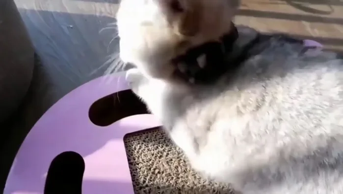 Review Collar #1: Tag Me Breakaway Cat Collar – features eye-catching design, adjustable size (7-11 inches), breakaway buckle for safety, and customizable name tag.