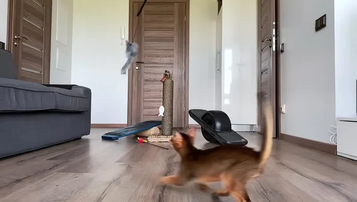 Consider Clicker Training: This strengthens the bond with your cat while teaching tricks and promoting engagement.