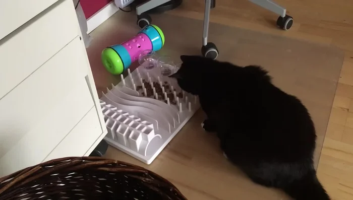 Consider Clicker Training: This strengthens the bond with your cat while teaching tricks and promoting engagement.